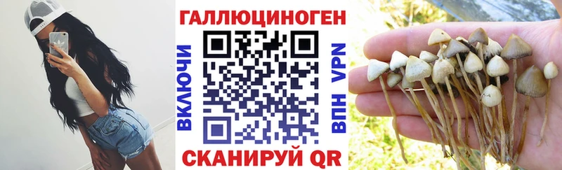 Галлюциногенные грибы Psilocybine cubensis  Теберда 